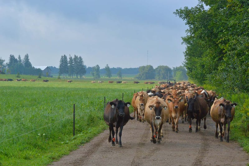 Herd of Jersey Cows at St. Brigid's Dairy