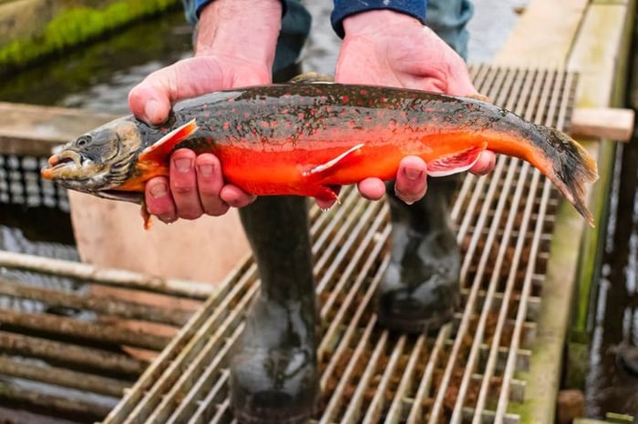 Springhills Arctic Char