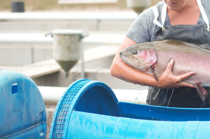 Arlen Holding Trout 