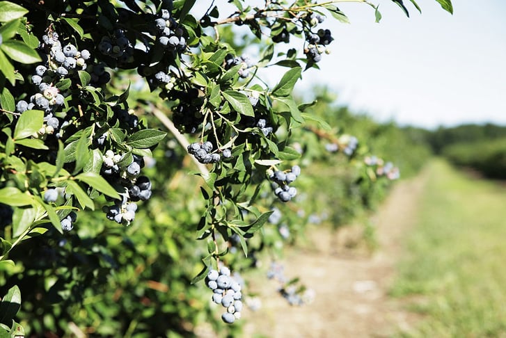 Highbush Blueberries at Barrie Hill Farms