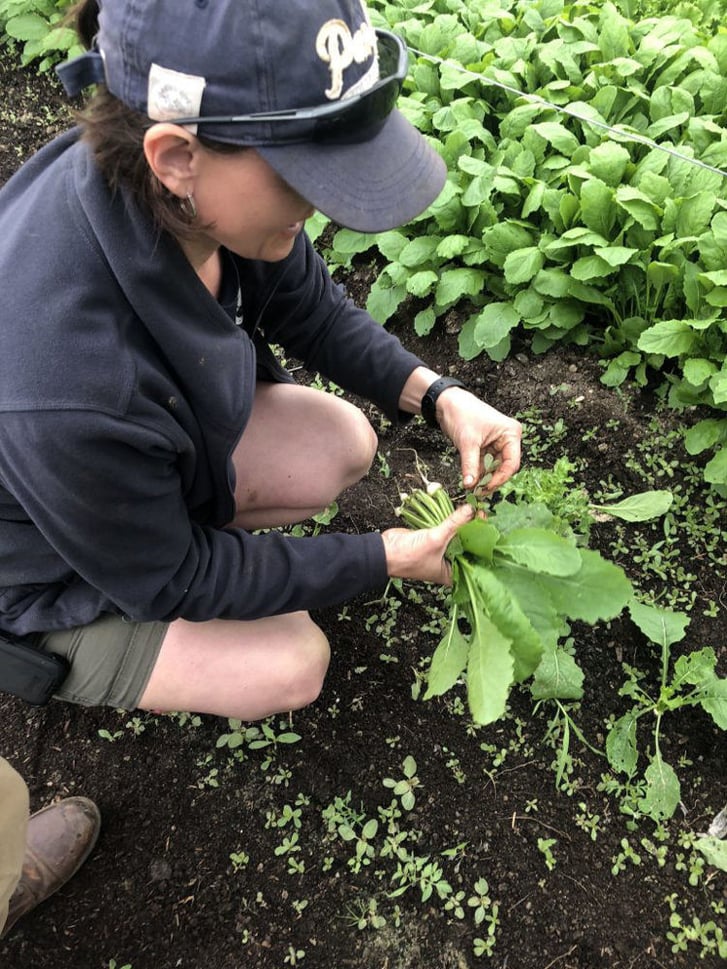 Cindy Mueller harvesting greens