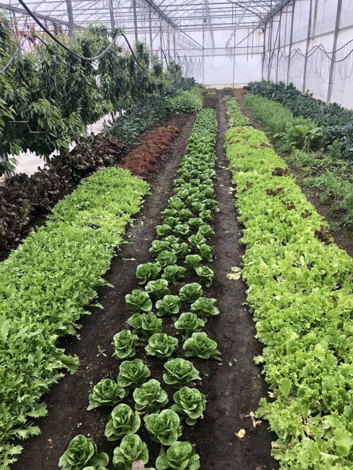 Non-certified organic greens growing in the Greenhouse