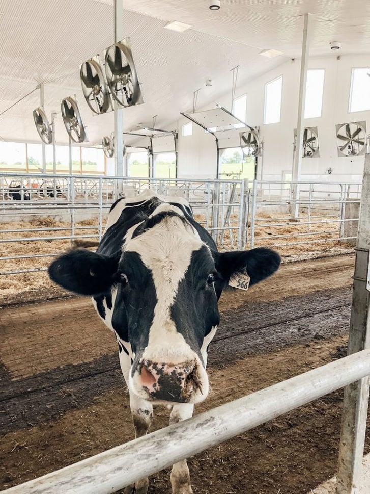 Sheldon Creek Dairy Cow