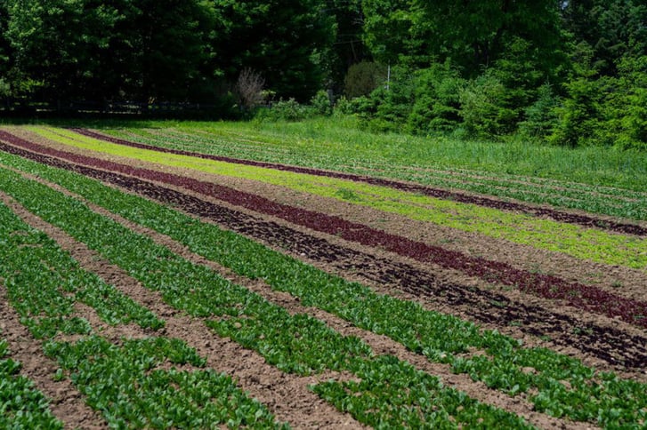 Field of New Farm Greens Regeneratively Grown