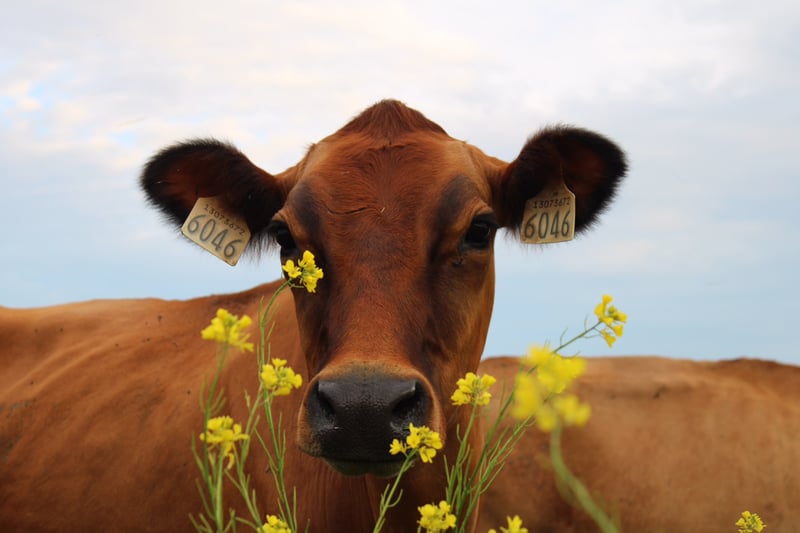 Jersey Cow From St. Brigid's Dairy