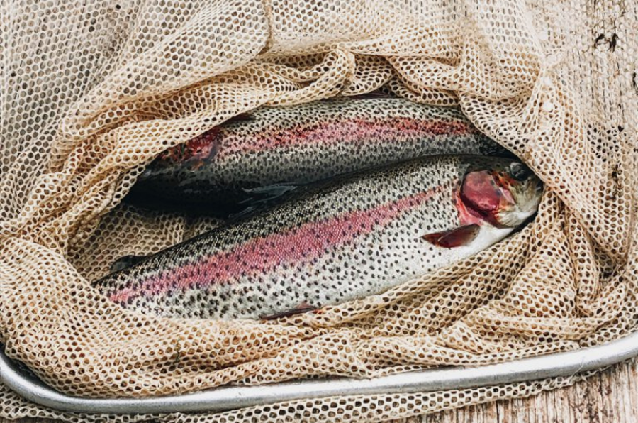 Introducing Kolapore Springs Trout!